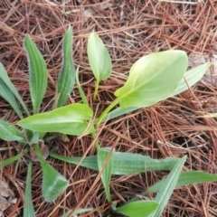 Zantedeschia aethiopica at Isaacs, ACT - 15 Jul 2020