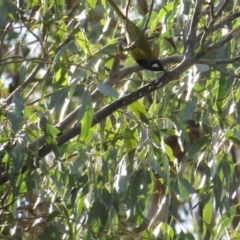 Nesoptilotis leucotis (White-eared Honeyeater) at Stony Creek Nature Reserve - 2 Jul 2020 by tom.tomward@gmail.com