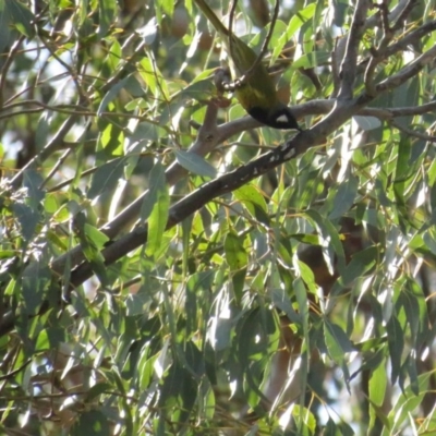 Nesoptilotis leucotis (White-eared Honeyeater) at Carwoola, NSW - 2 Jul 2020 by BenW