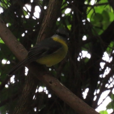 Eopsaltria australis (Eastern Yellow Robin) at ANBG - 12 Jul 2020 by tom.tomward@gmail.com