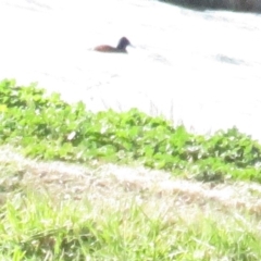 Oxyura australis (Blue-billed Duck) at Fyshwick, ACT - 15 Jul 2020 by BenW