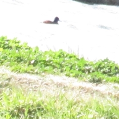 Oxyura australis (Blue-billed Duck) at Fyshwick Sewerage Treatment Plant - 15 Jul 2020 by tom.tomward@gmail.com