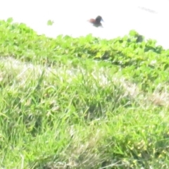 Oxyura australis at Fyshwick Sewerage Treatment Plant - 15 Jul 2020 12:27 PM