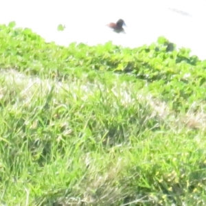 Oxyura australis at Fyshwick Sewerage Treatment Plant - 15 Jul 2020