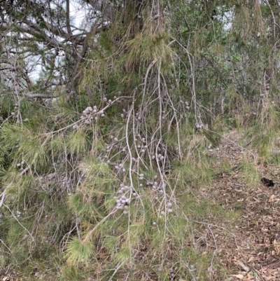 Allocasuarina littoralis (Black She-oak) at Black Range, NSW - 15 Jul 2020 by StephH