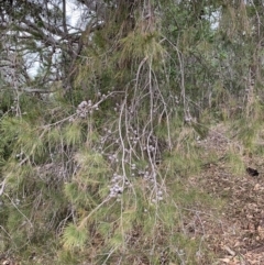 Allocasuarina littoralis (Black She-oak) at Black Range, NSW - 15 Jul 2020 by StephH