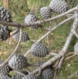 Allocasuarina littoralis at Black Range, NSW - 15 Jul 2020