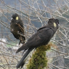 Zanda funerea (Yellow-tailed Black-Cockatoo) at Bega, NSW - 15 Jul 2020 by Steph H