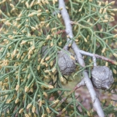 Hesperocyparis arizonica (Arizona Cypress) at Isaacs, ACT - 15 Jul 2020 by Mike