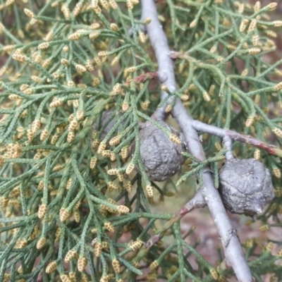 Hesperocyparis arizonica (Arizona Cypress) at Isaacs, ACT - 15 Jul 2020 by Mike