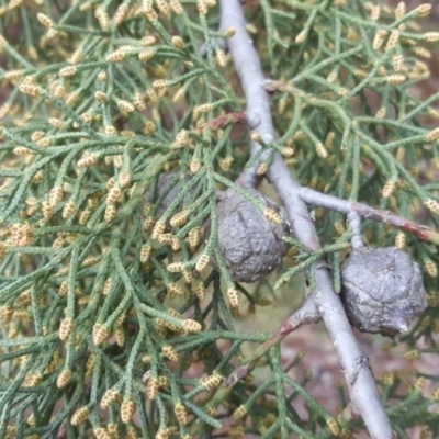 Cupressus arizonica (Arizona Cypress) at Isaacs, ACT - 14 Jul 2020 by Mike