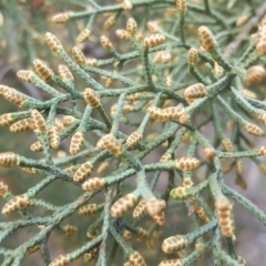 Cupressus arizonica at Isaacs, ACT - 15 Jul 2020 06:39 AM