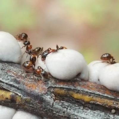 Chelaner kiliani (Kilian's ant) at Jerrabomberra, ACT - 15 Jul 2020 by Mike