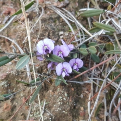Hovea heterophylla (Common Hovea) at Isaacs, ACT - 15 Jul 2020 by Mike