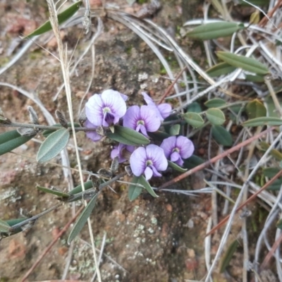 Hovea heterophylla (Common Hovea) at Isaacs, ACT - 14 Jul 2020 by Mike