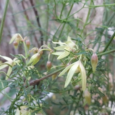 Clematis leptophylla (Small-leaf Clematis, Old Man's Beard) at Isaacs Ridge - 15 Jul 2020 by Mike