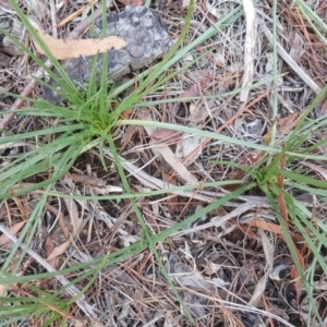 Eryngium ovinum at Jerrabomberra, ACT - 15 Jul 2020