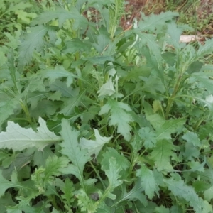 Senecio sp. at Jerrabomberra, ACT - 15 Jul 2020