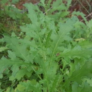 Senecio sp. at Jerrabomberra, ACT - 15 Jul 2020