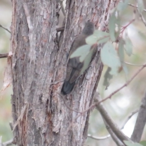 Cormobates leucophaea at Amaroo, ACT - 13 Jun 2020