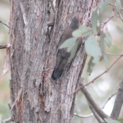 Cormobates leucophaea (White-throated Treecreeper) at Mulligans Flat - 13 Jun 2020 by tom.tomward@gmail.com