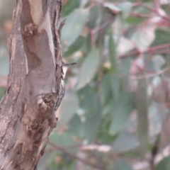 Cormobates leucophaea at Amaroo, ACT - 13 Jun 2020 04:03 PM