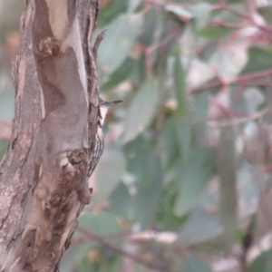 Cormobates leucophaea at Amaroo, ACT - 13 Jun 2020 04:03 PM