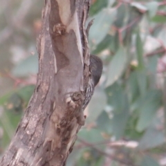 Cormobates leucophaea at Amaroo, ACT - 13 Jun 2020