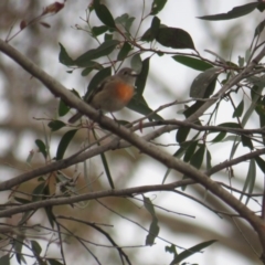 Petroica boodang (Scarlet Robin) at Forde, ACT - 13 Jun 2020 by BenW