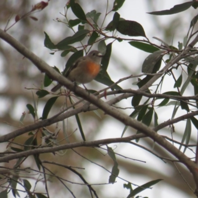 Petroica boodang (Scarlet Robin) at Forde, ACT - 13 Jun 2020 by BenW