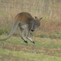 Notamacropus rufogriseus (Red-necked Wallaby) at Amaroo, ACT - 13 Jun 2020 by BenW