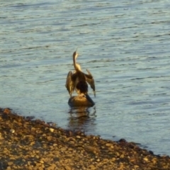 Anhinga novaehollandiae (Australasian Darter) at Lake Burley Griffin West - 8 May 2012 by Alison Milton