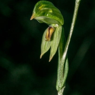 Bunochilus umbrinus (ACT) = Pterostylis umbrina (NSW) (Broad-sepaled Leafy Greenhood) by dan.clark