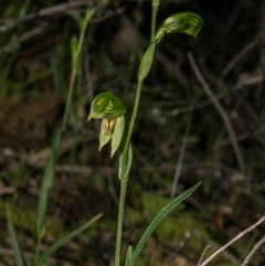 Bunochilus umbrinus (ACT) = Pterostylis umbrina (NSW) at suppressed - suppressed