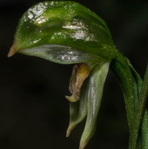 Bunochilus umbrinus (ACT) = Pterostylis umbrina (NSW) at suppressed - suppressed