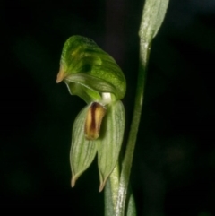 Bunochilus umbrinus (ACT) = Pterostylis umbrina (NSW) at suppressed - 15 Jul 2020