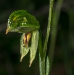 Bunochilus umbrinus (ACT) = Pterostylis umbrina (NSW) at suppressed - suppressed