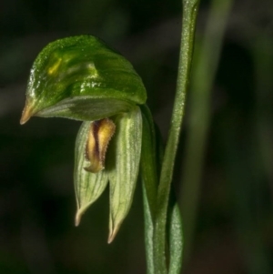 Bunochilus umbrinus (ACT) = Pterostylis umbrina (NSW) at suppressed - suppressed