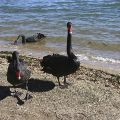 Cygnus atratus (Black Swan) at Lake Burley Griffin West - 1 Aug 2009 by AlisonMilton