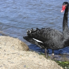 Cygnus atratus at Yarralumla, ACT - 1 Aug 2009