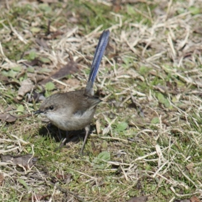 Malurus cyaneus (Superb Fairywren) at Yarralumla, ACT - 1 Aug 2009 by AlisonMilton