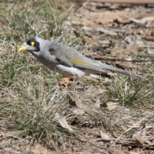 Manorina melanocephala at Yarralumla, ACT - 1 Aug 2009