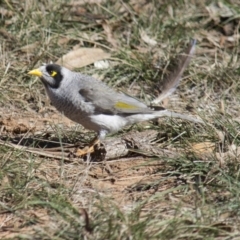 Manorina melanocephala at Yarralumla, ACT - 1 Aug 2009