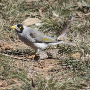 Manorina melanocephala at Yarralumla, ACT - 1 Aug 2009 12:11 PM