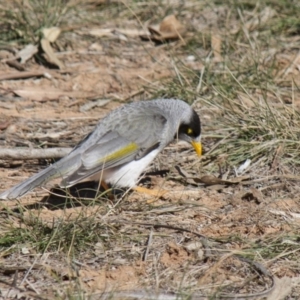 Manorina melanocephala at Yarralumla, ACT - 1 Aug 2009