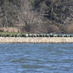 Phalacrocorax sulcirostris (Little Black Cormorant) at Lake Burley Griffin West - 1 Aug 2009 by Alison Milton