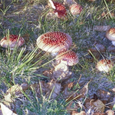 Amanita muscaria (Fly Agaric) at Lake Burley Griffin West - 8 May 2012 by Alison Milton
