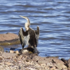 Anhinga novaehollandiae (Australasian Darter) at Parkes, ACT - 12 Aug 2012 by Alison Milton