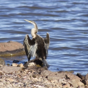 Anhinga novaehollandiae at Parkes, ACT - 12 Aug 2012 02:54 PM