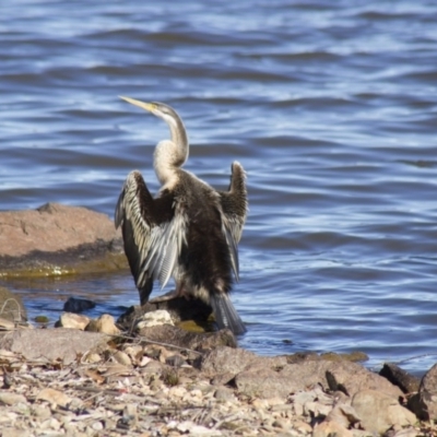 Anhinga novaehollandiae (Australasian Darter) at Parkes, ACT - 12 Aug 2012 by AlisonMilton